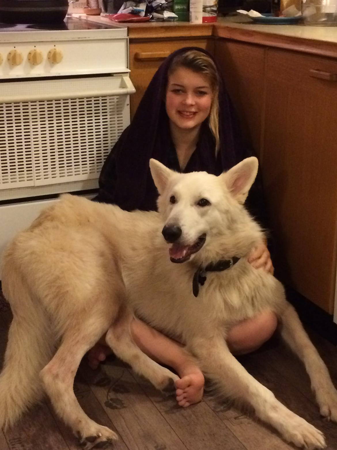 Hvid Schweizisk Hyrdehund Balou billede 6