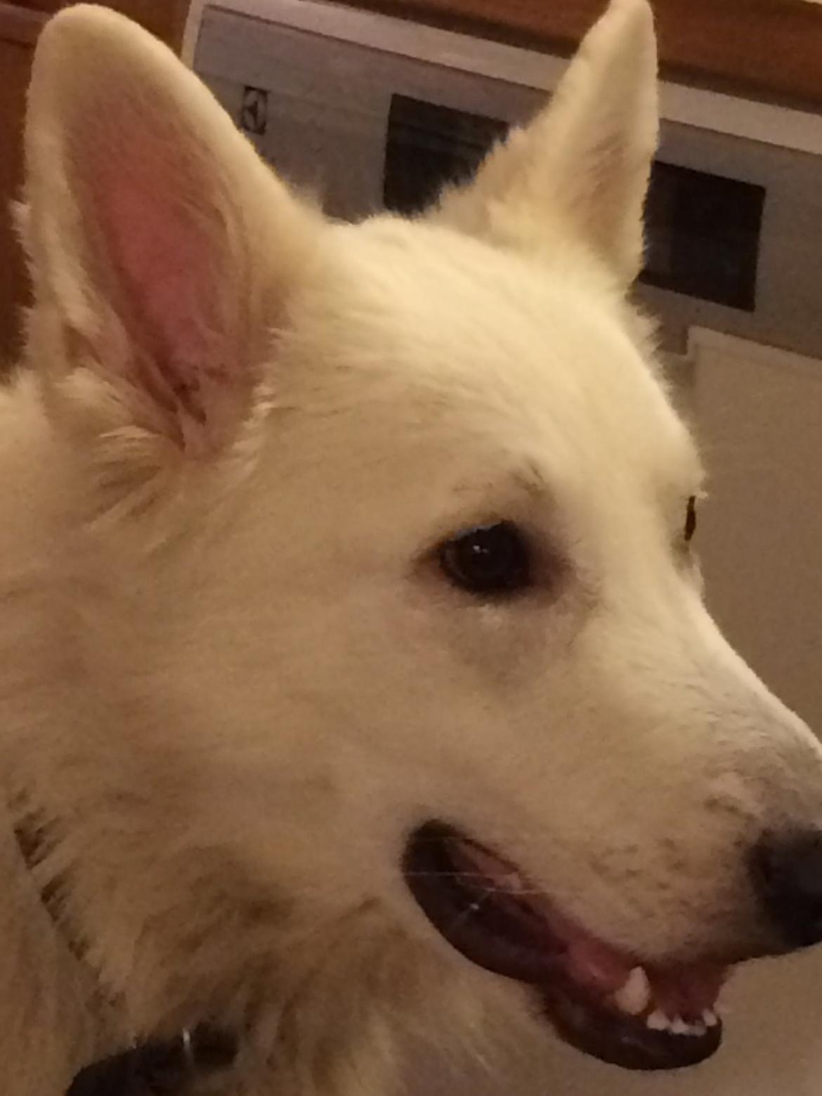 Hvid Schweizisk Hyrdehund Balou billede 7