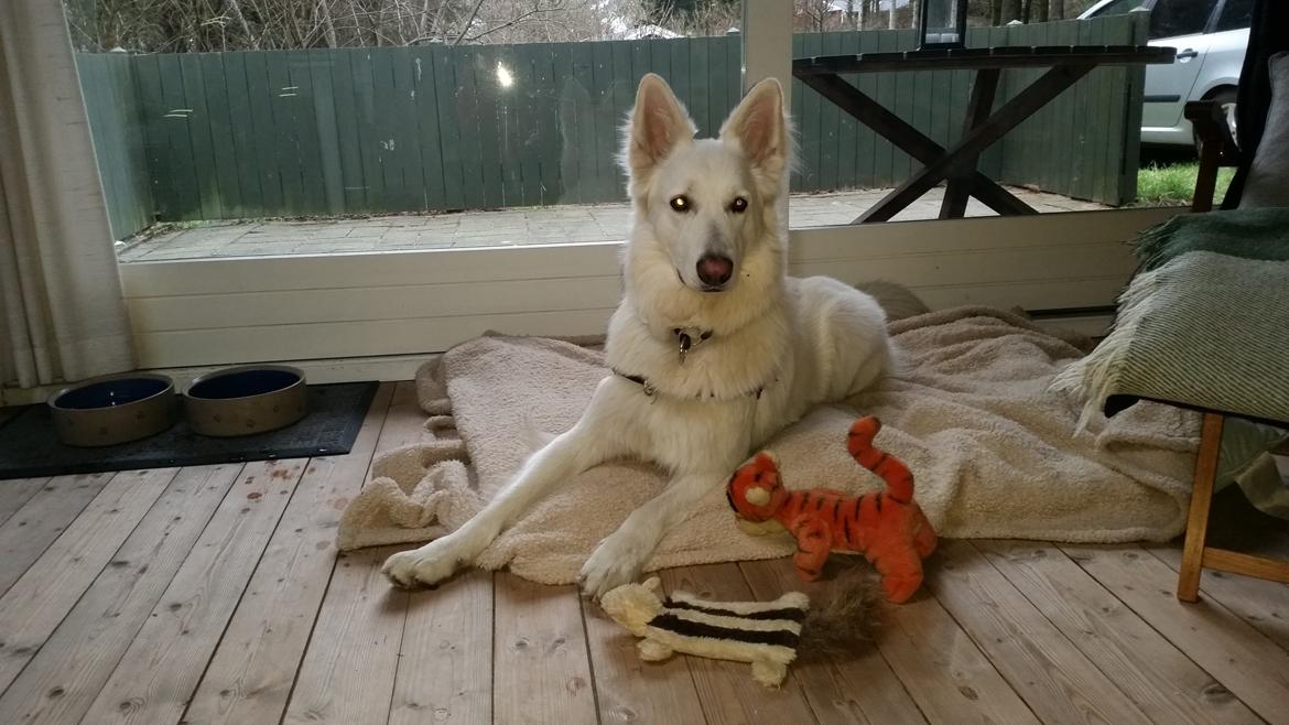 Hvid schæfer Gizmo billede 37