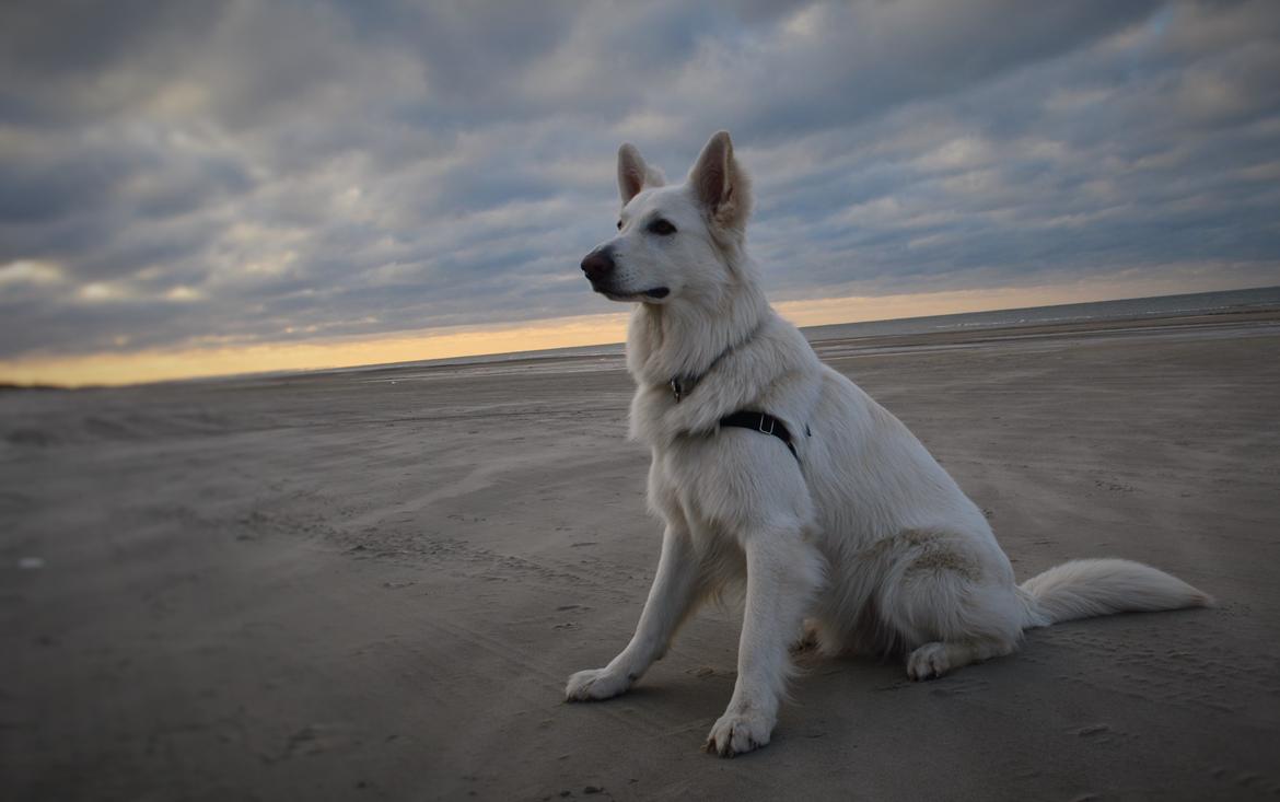 Hvid schæfer Gizmo billede 13