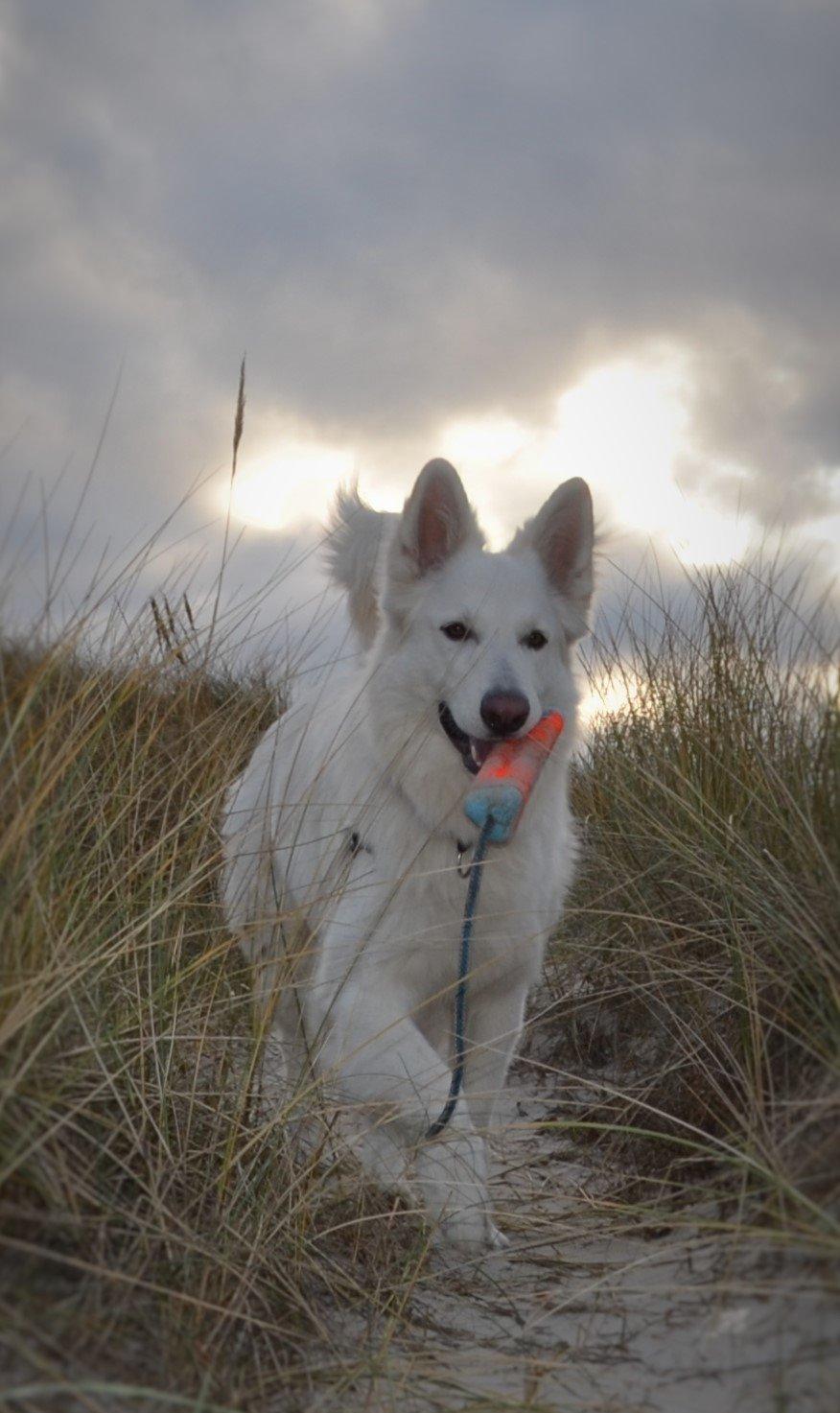 Hvid schæfer Gizmo billede 39