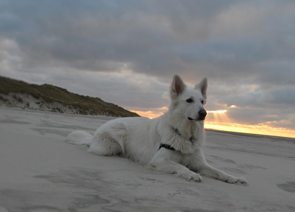 Hvid schæfer Gizmo billede 1