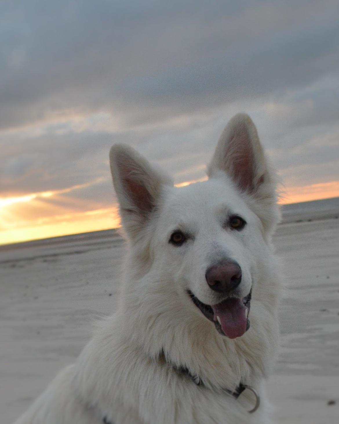 Hvid schæfer Gizmo billede 40