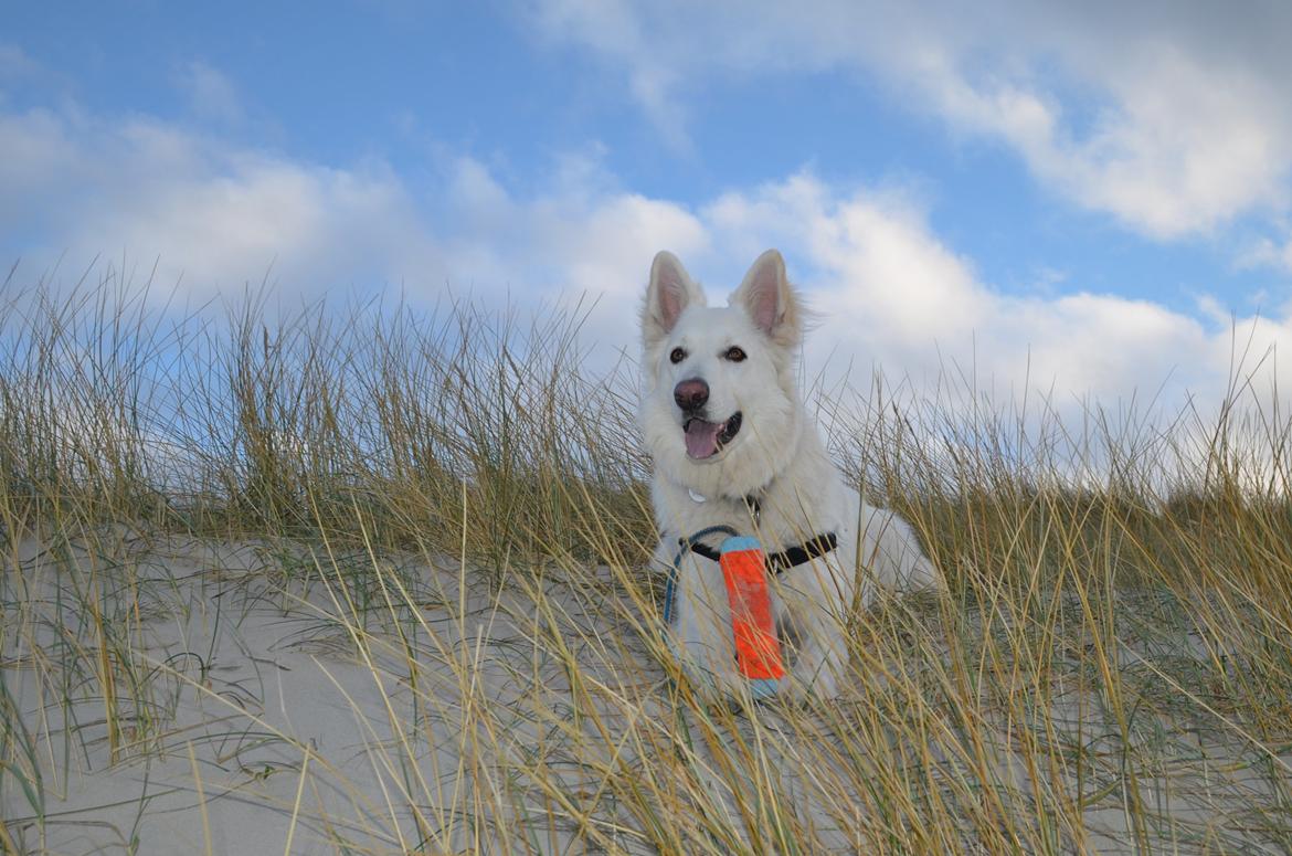 Hvid schæfer Gizmo billede 38