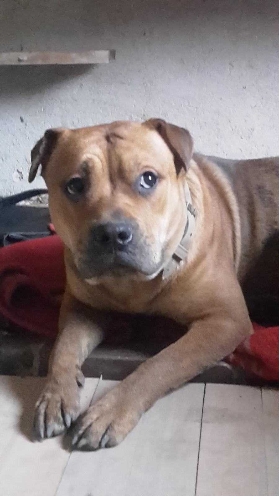 Blanding af racer oscar alias otto billede 8