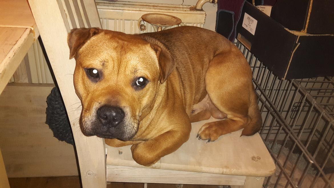 Blanding af racer oscar alias otto billede 9