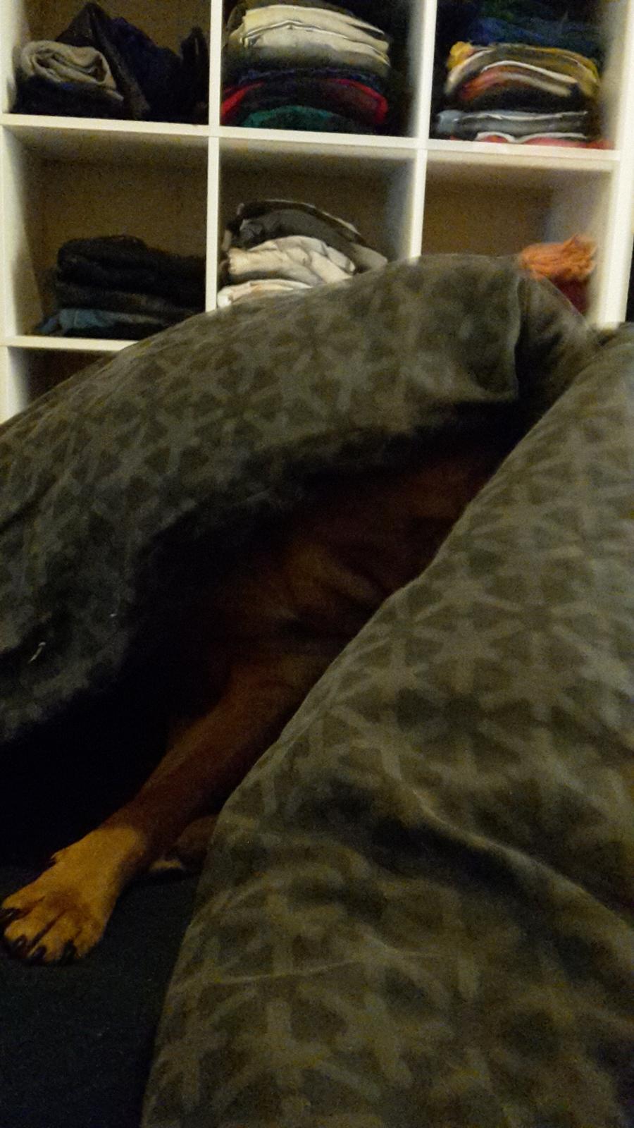 Blanding af racer oscar alias otto billede 10