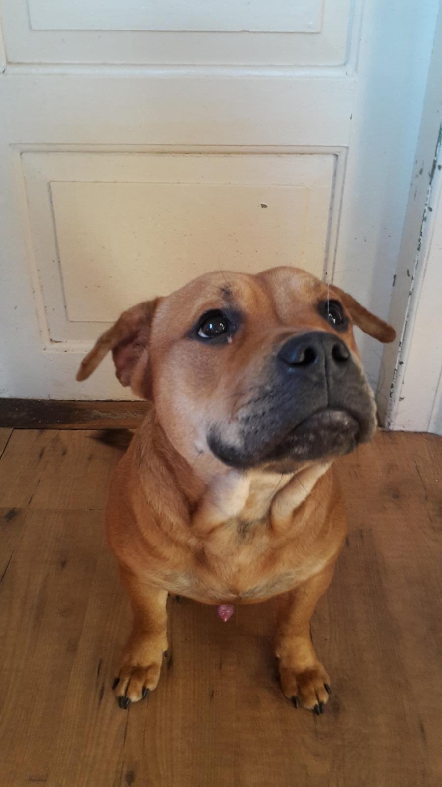 Blanding af racer oscar alias otto billede 11