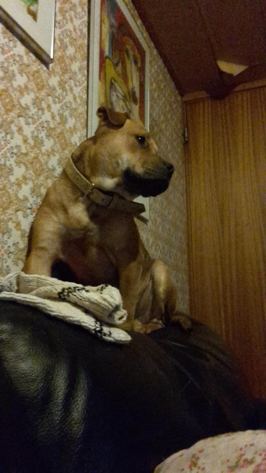 Blanding af racer oscar alias otto billede 12