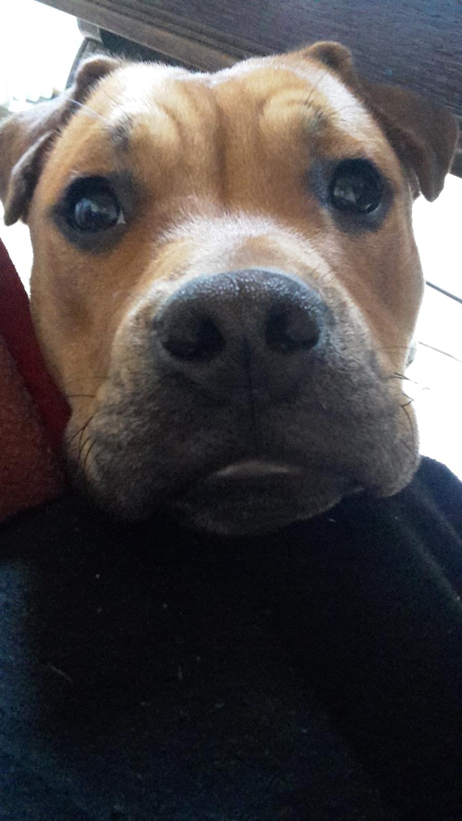 Blanding af racer oscar alias otto billede 13