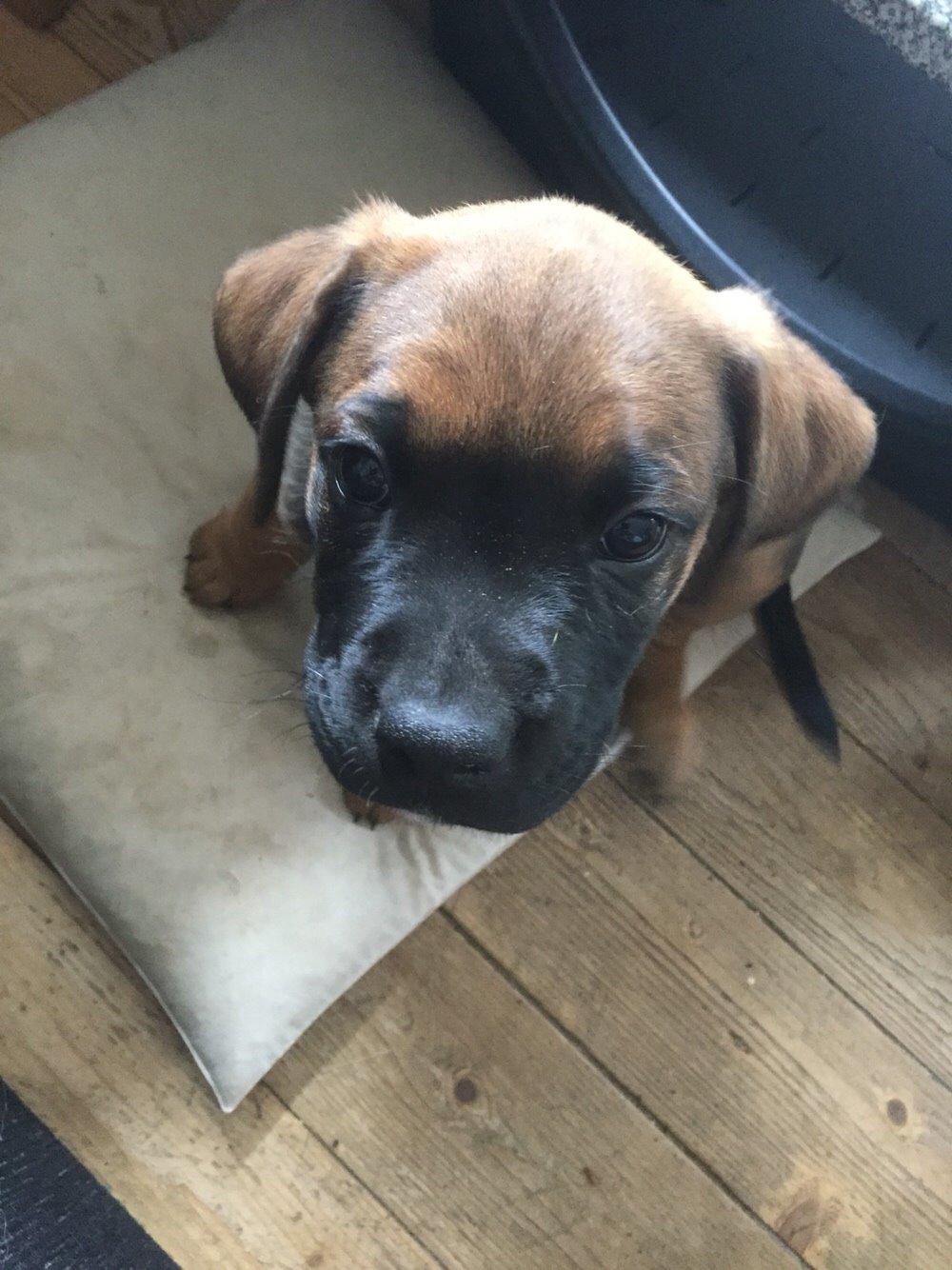 Blanding af racer King billede 10