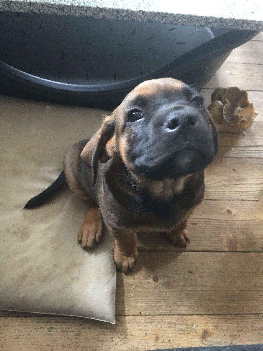 Blanding af racer King billede 11