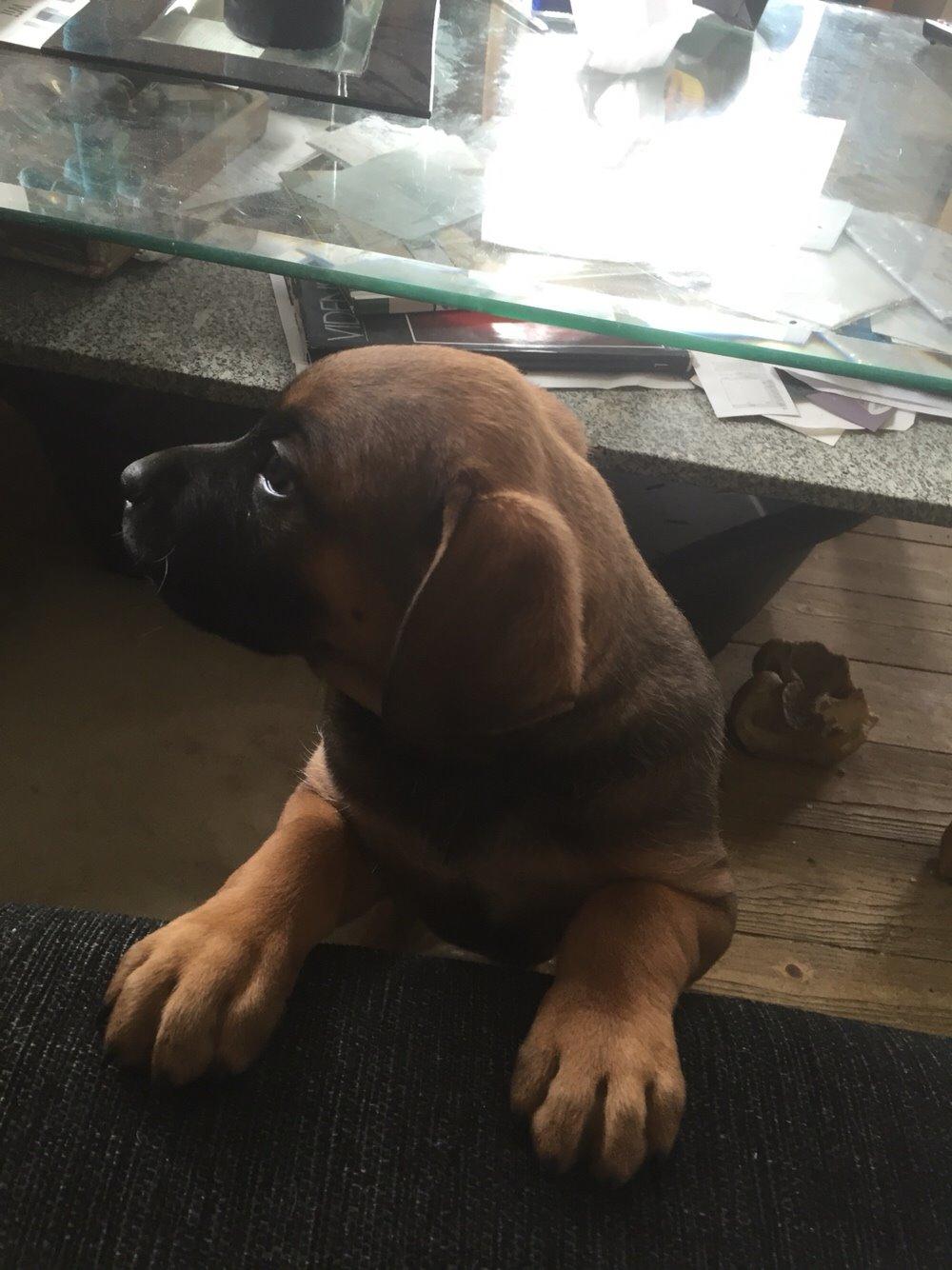 Blanding af racer King billede 12