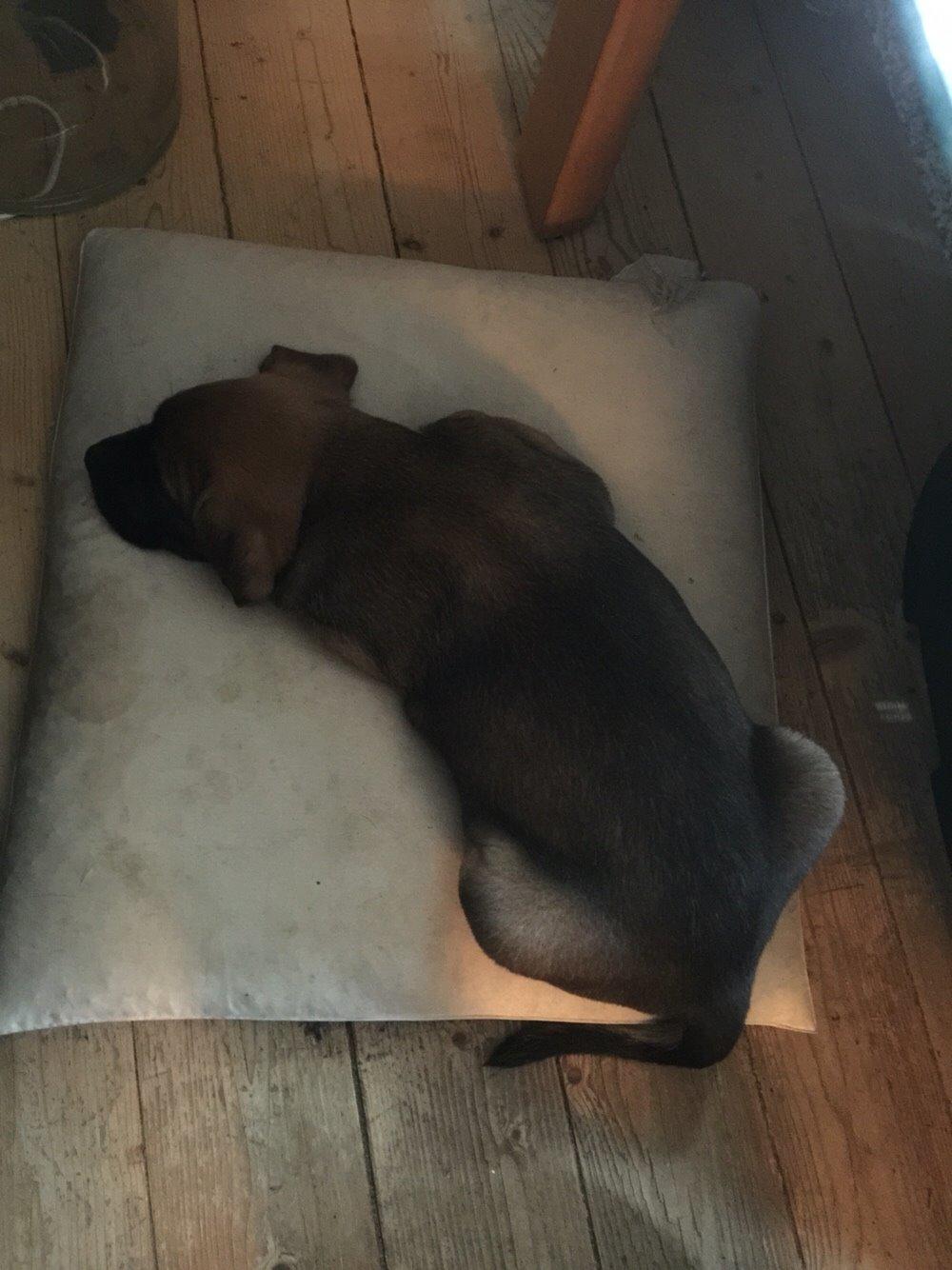 Blanding af racer King billede 13