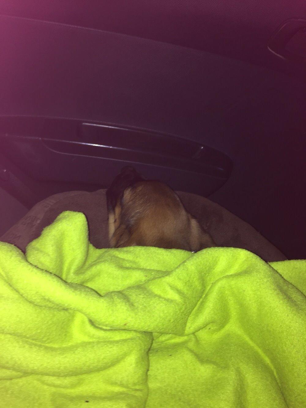 Blanding af racer King billede 14