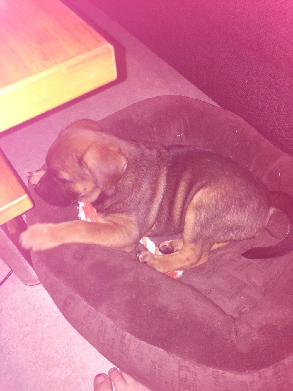 Blanding af racer King billede 15