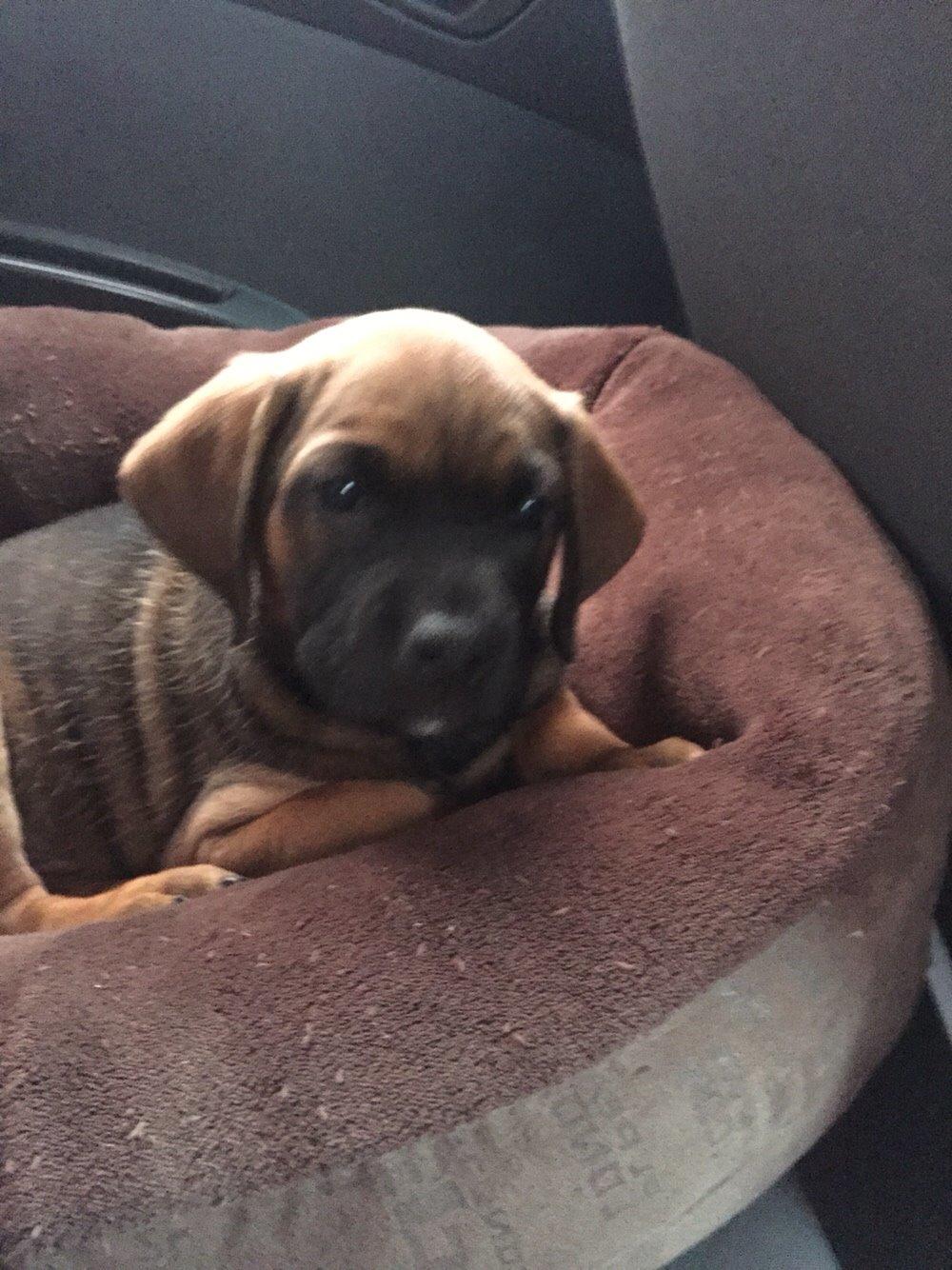 Blanding af racer King billede 16