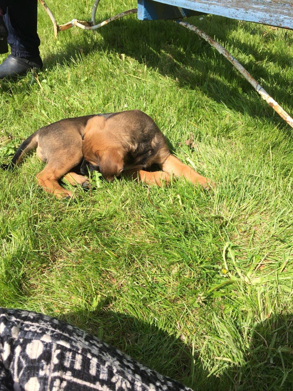 Blanding af racer King billede 18