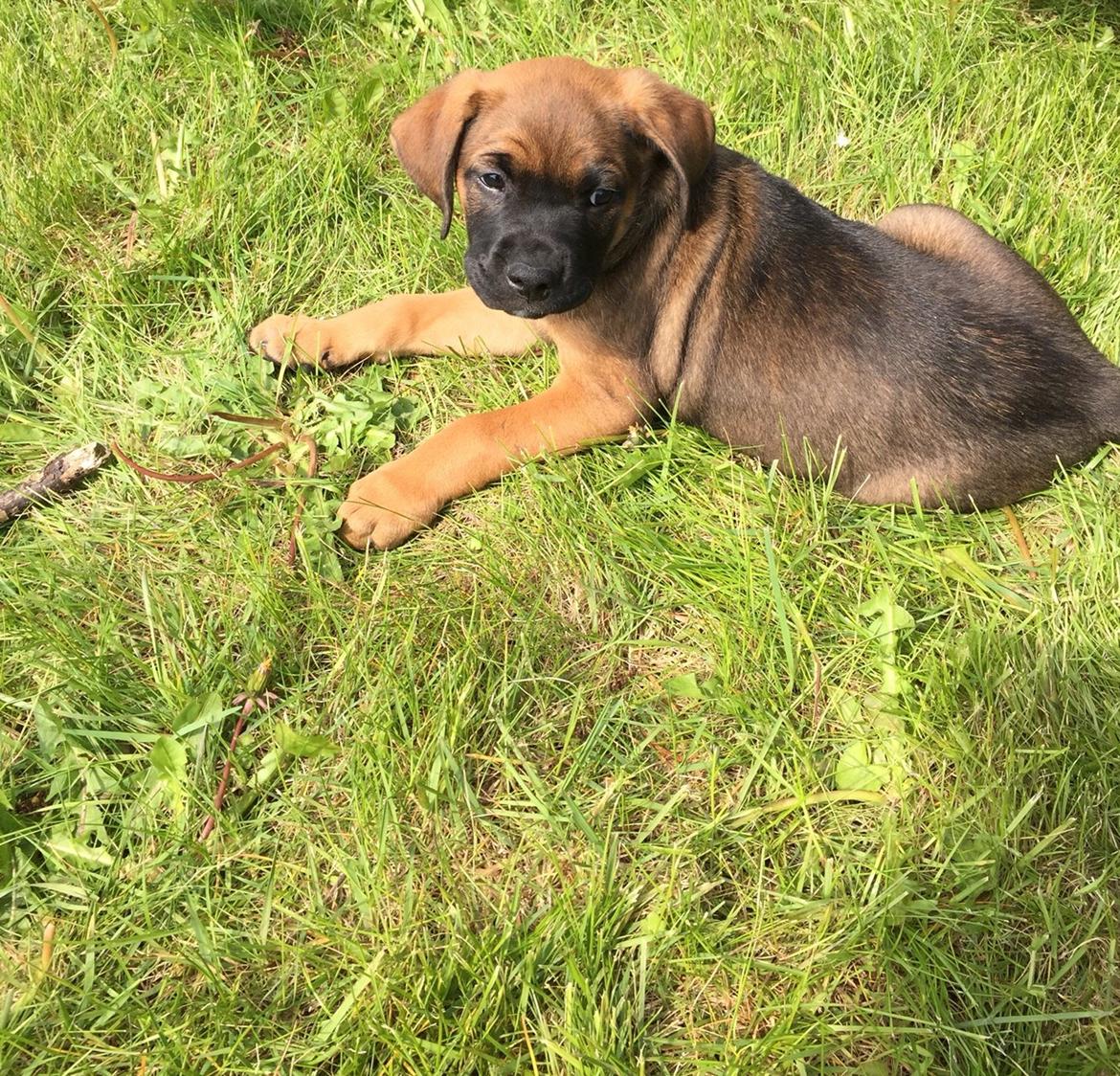 Blanding af racer King billede 17