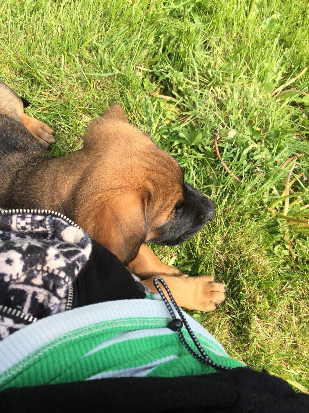 Blanding af racer King billede 20