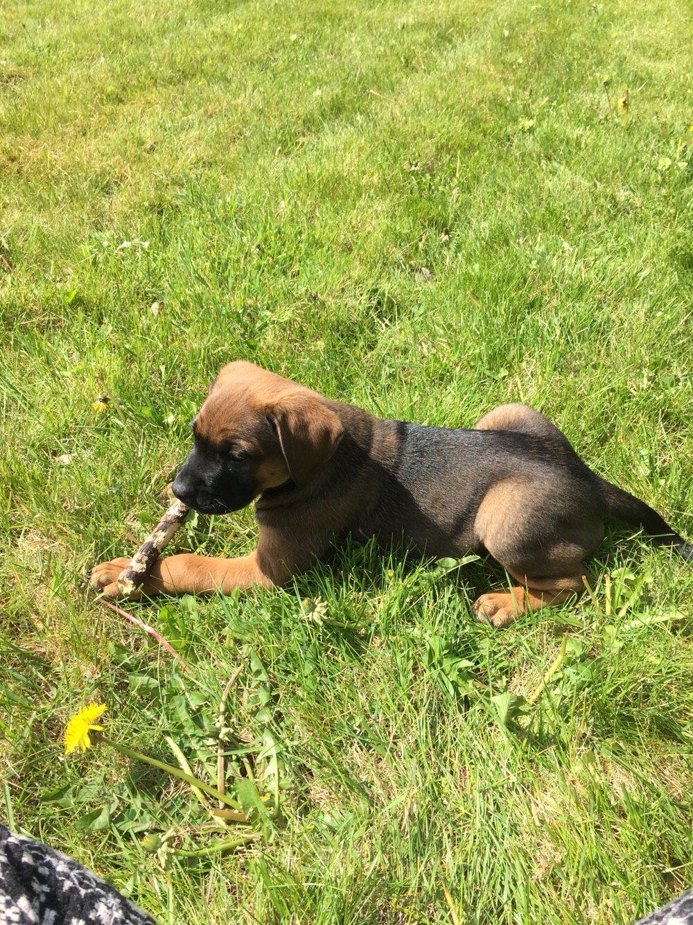 Blanding af racer King billede 21