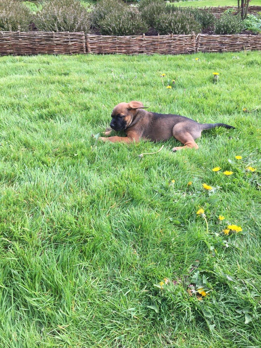 Blanding af racer King billede 22