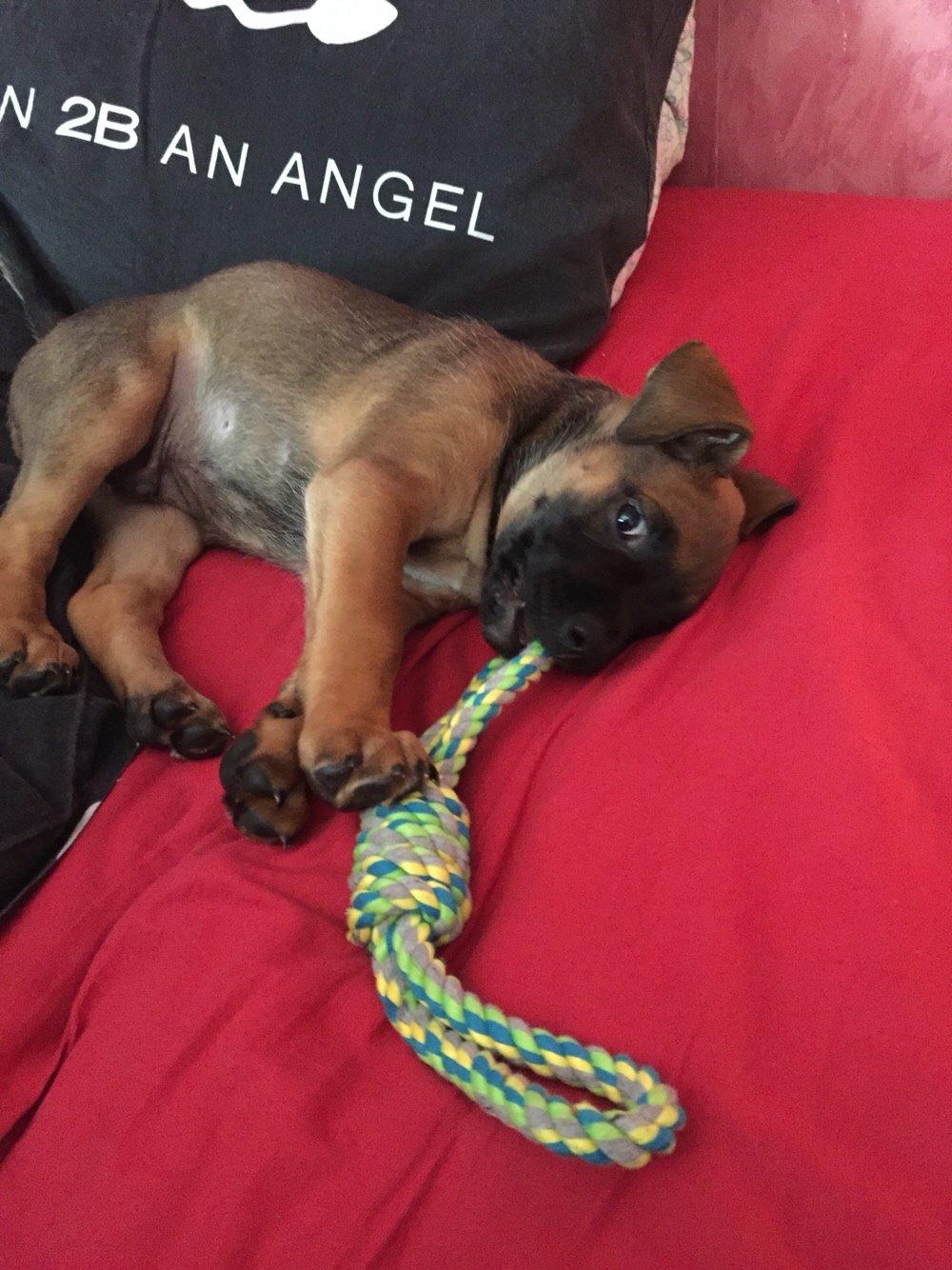 Blanding af racer King billede 23