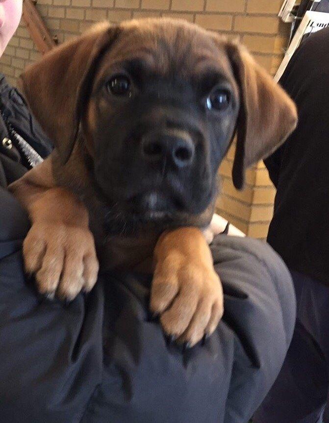 Blanding af racer King billede 25