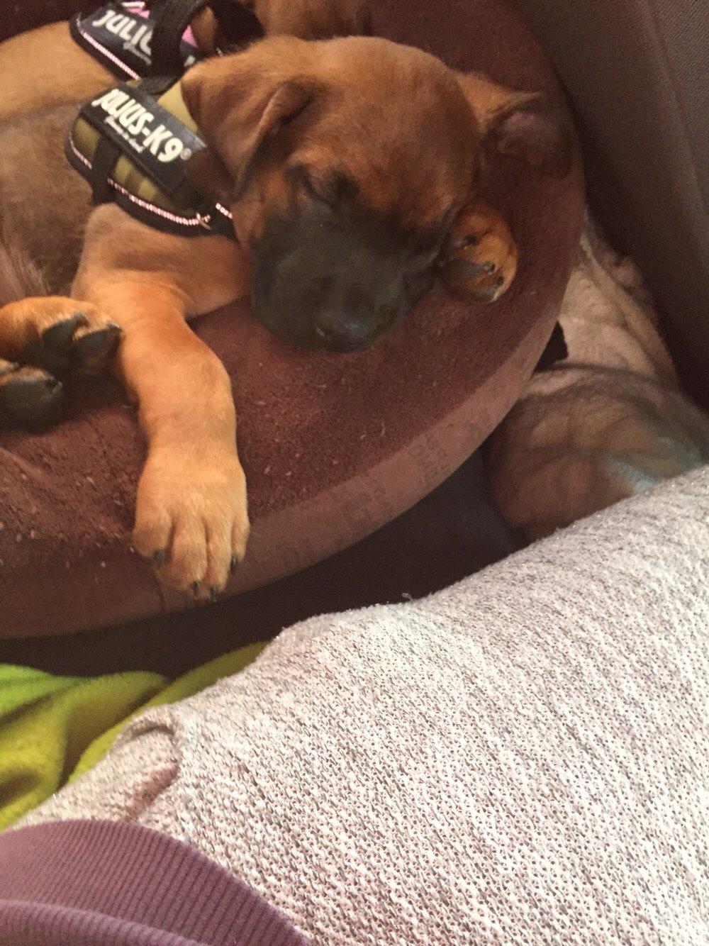 Blanding af racer King billede 24