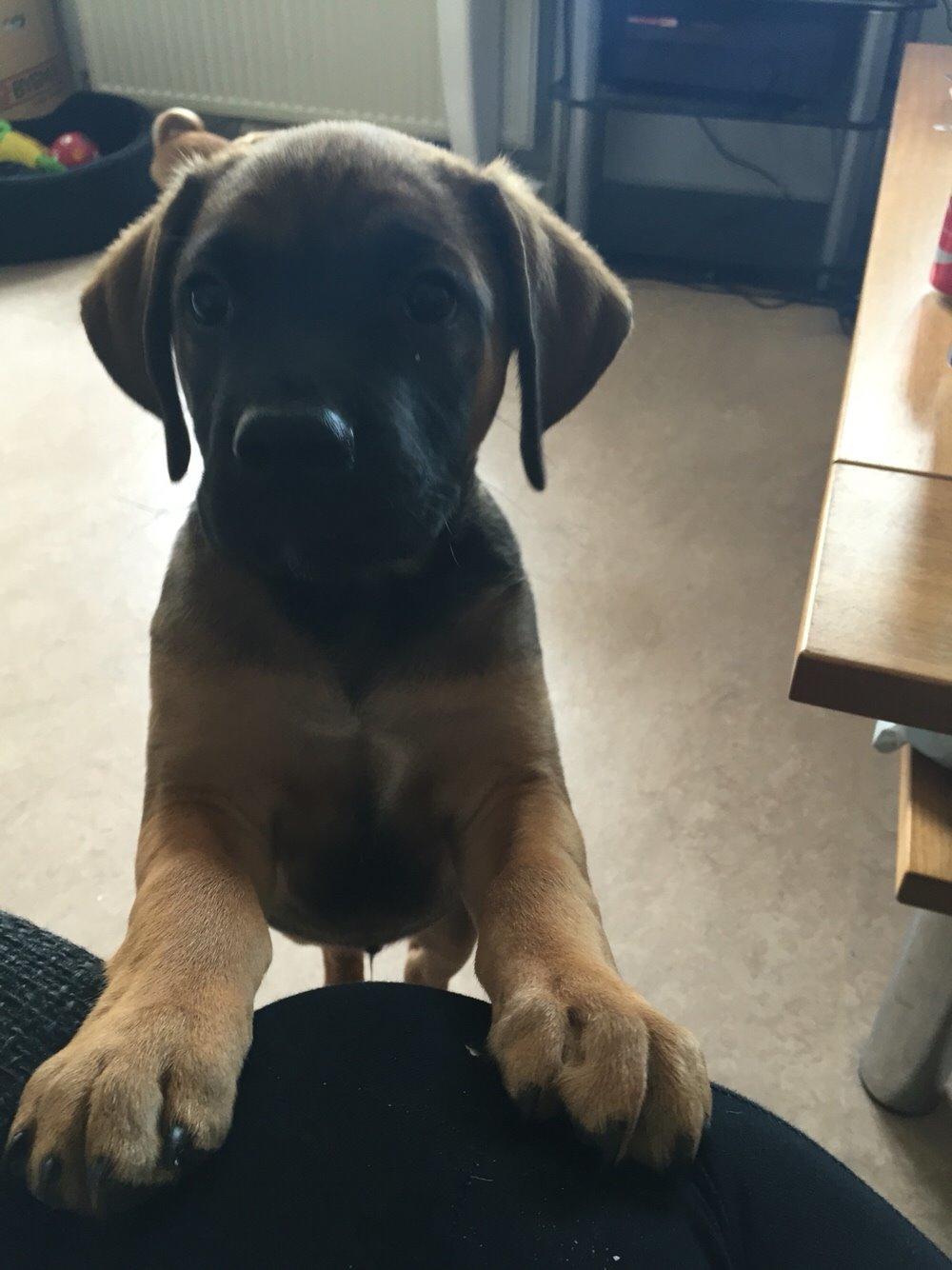 Blanding af racer King billede 26