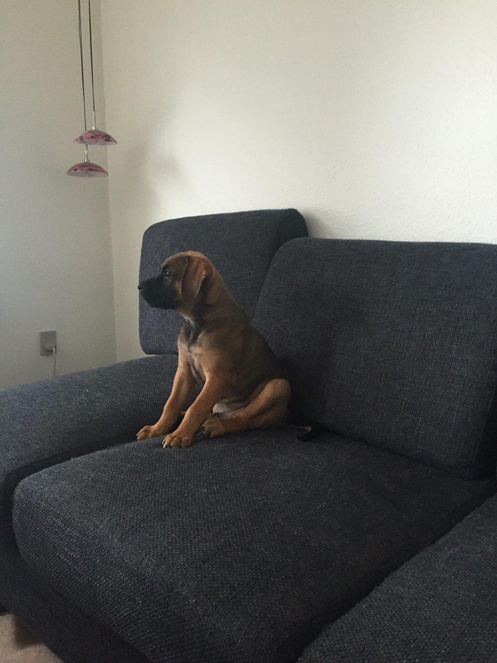 Blanding af racer King billede 27