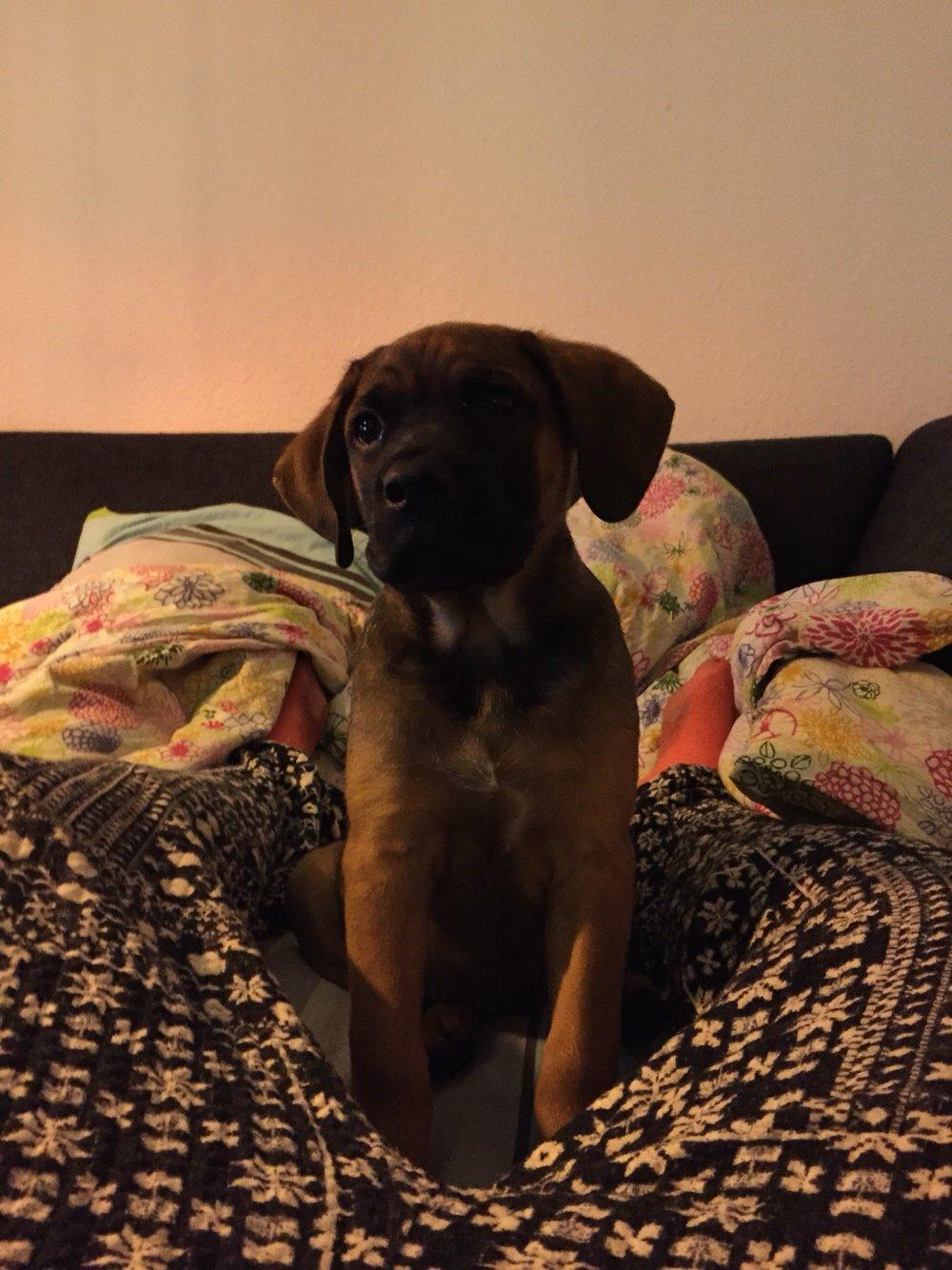 Blanding af racer King billede 29