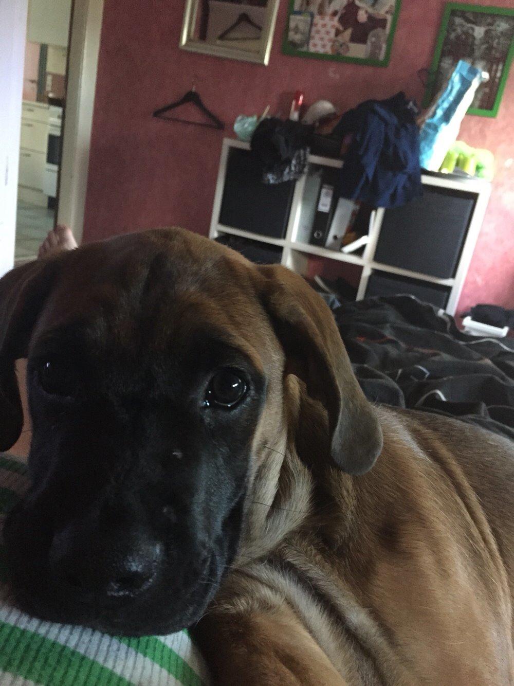 Blanding af racer King billede 30