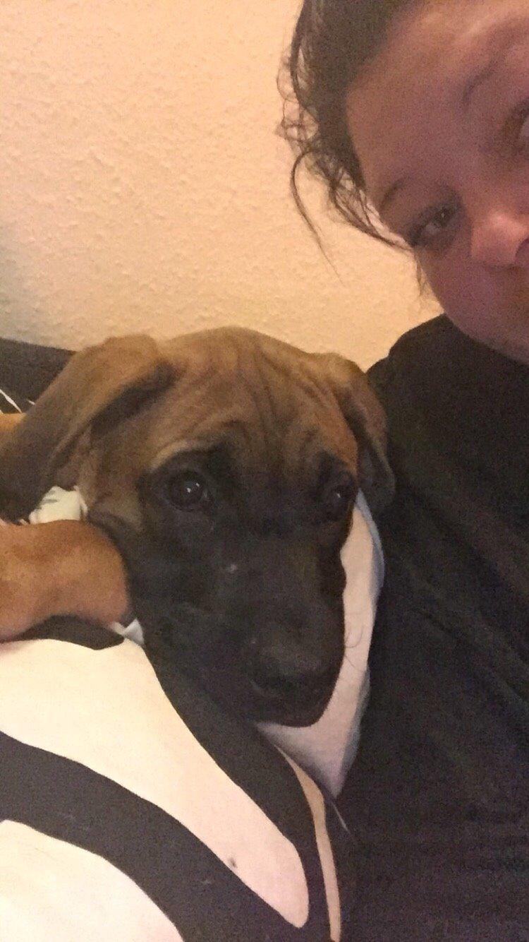 Blanding af racer King billede 34