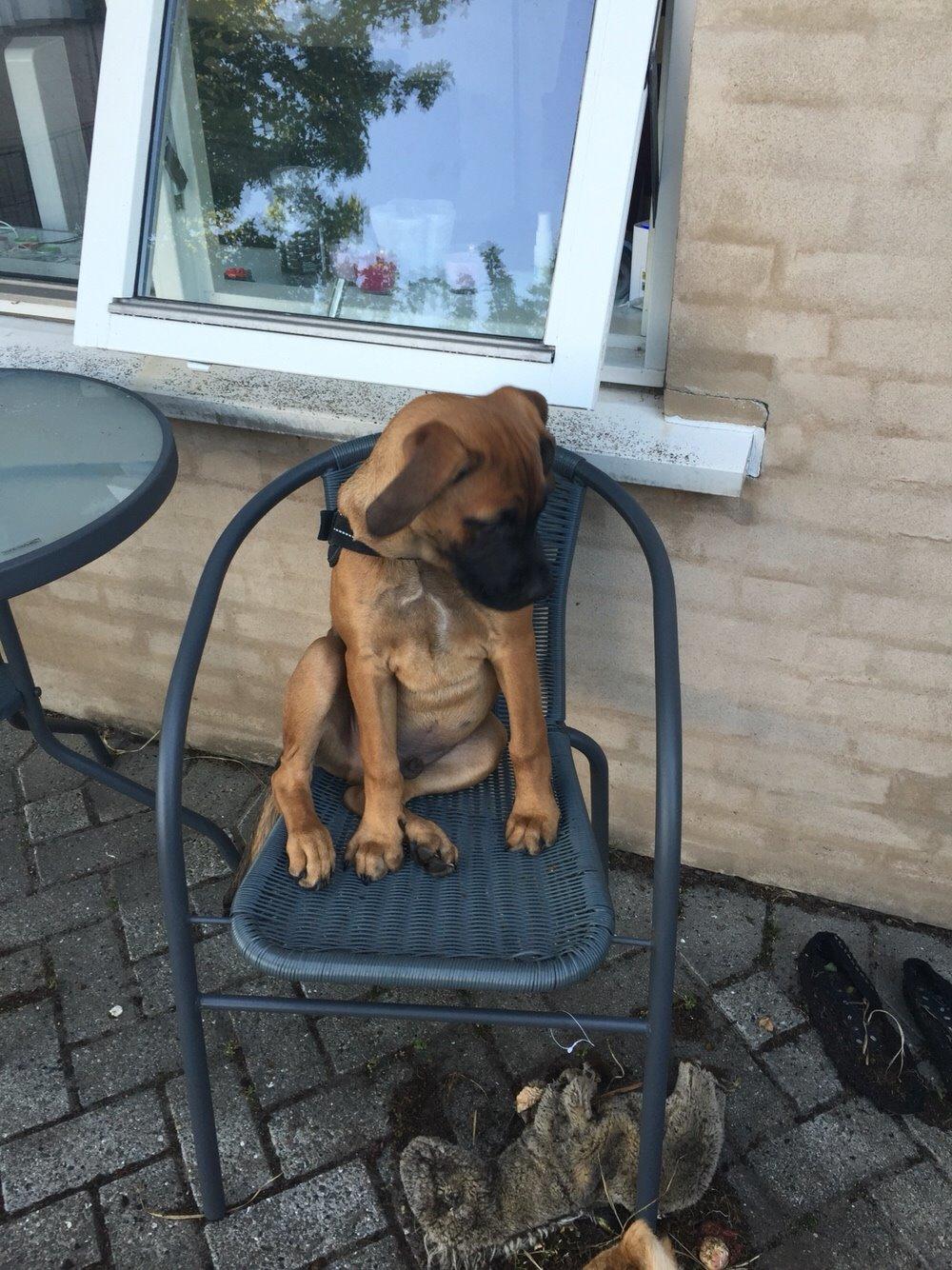 Blanding af racer King billede 36