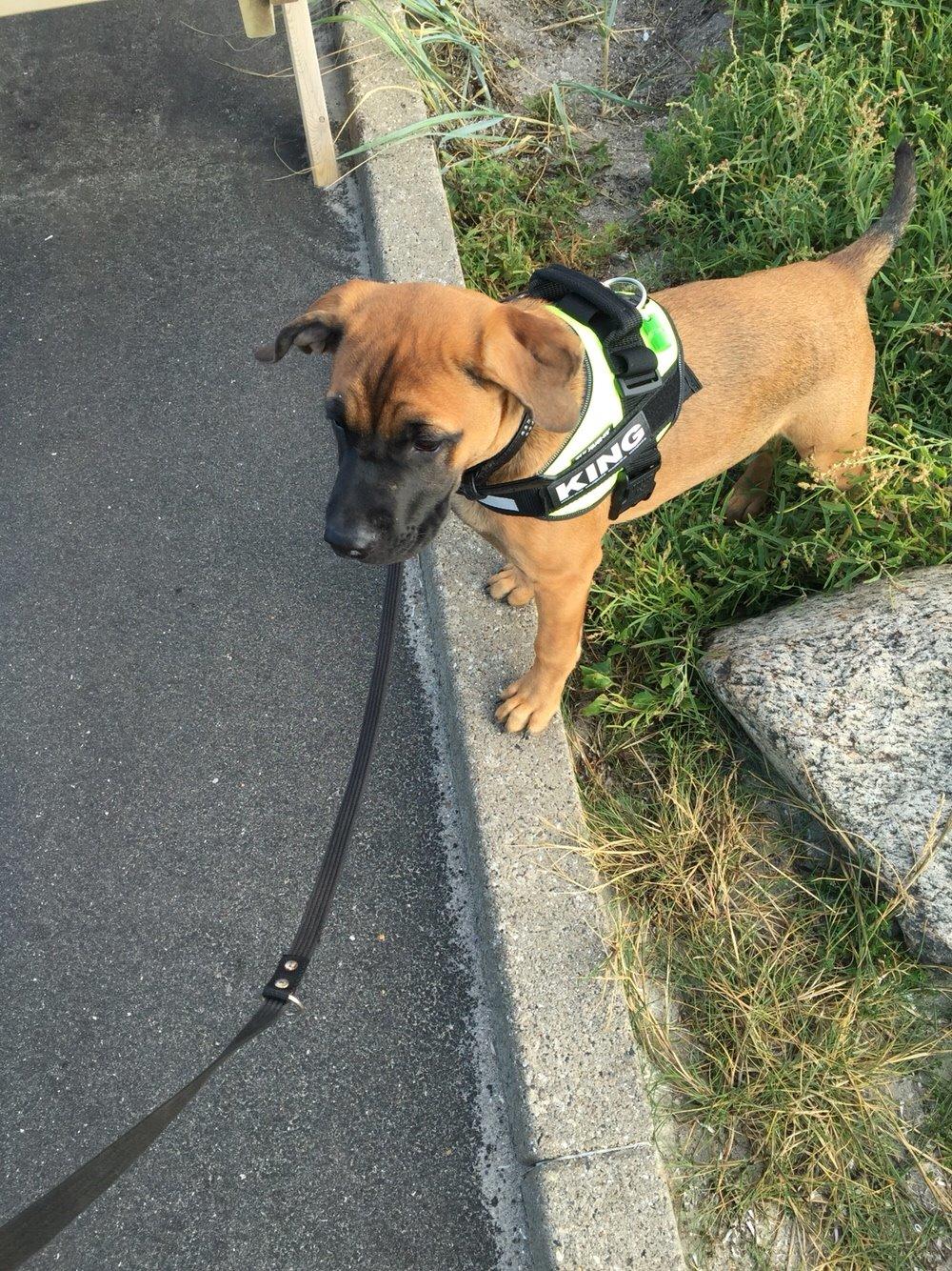 Blanding af racer King billede 37