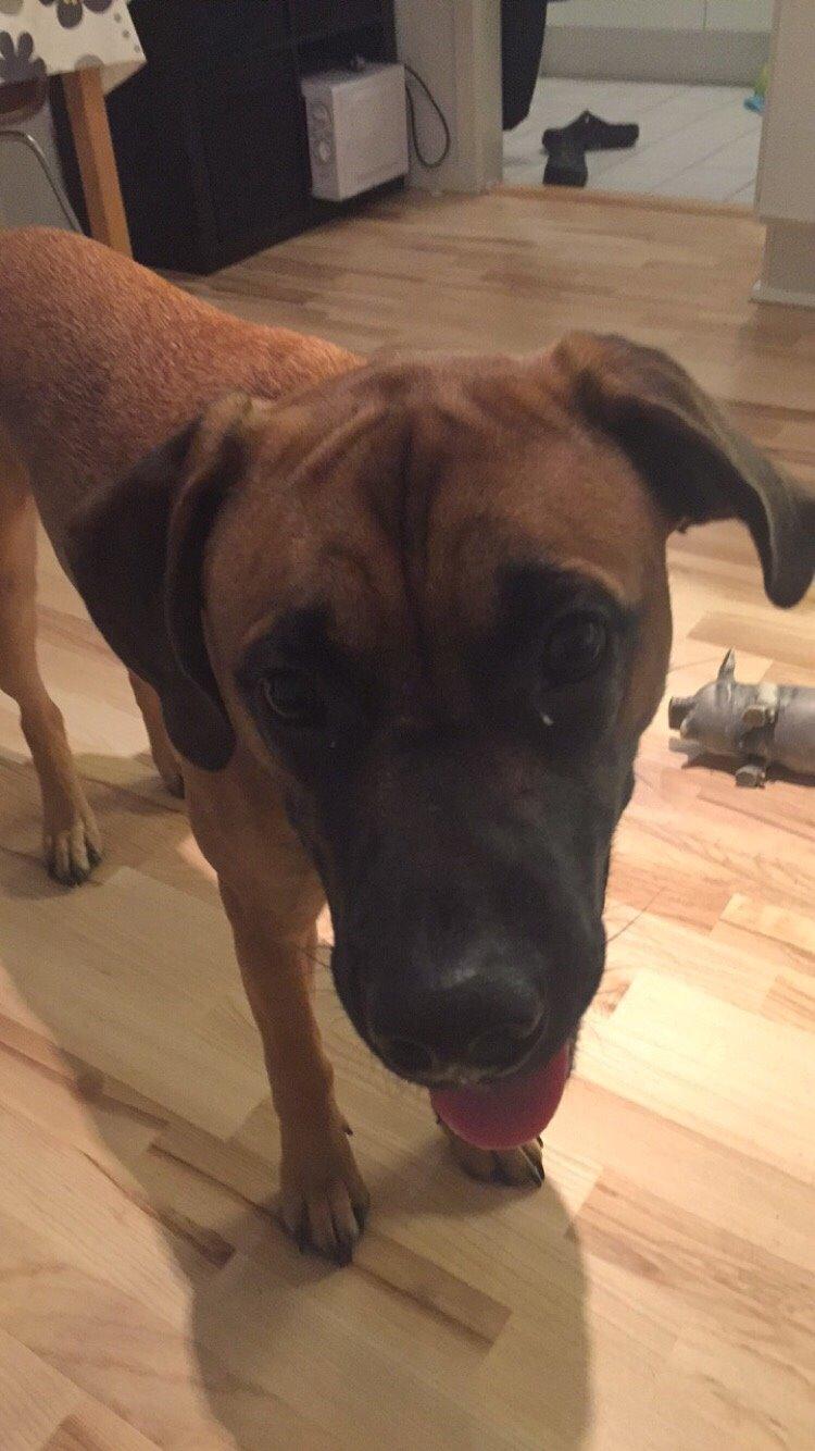 Blanding af racer King billede 40