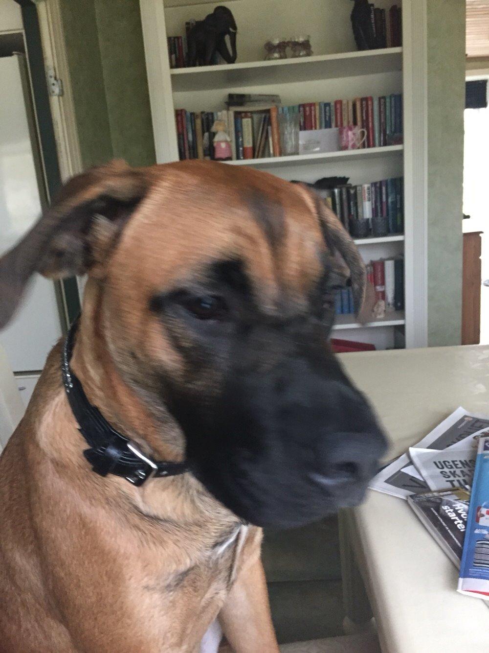 Blanding af racer King billede 39