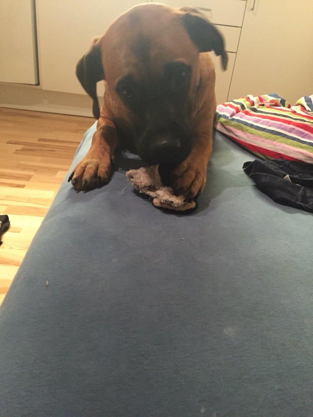 Blanding af racer King billede 41