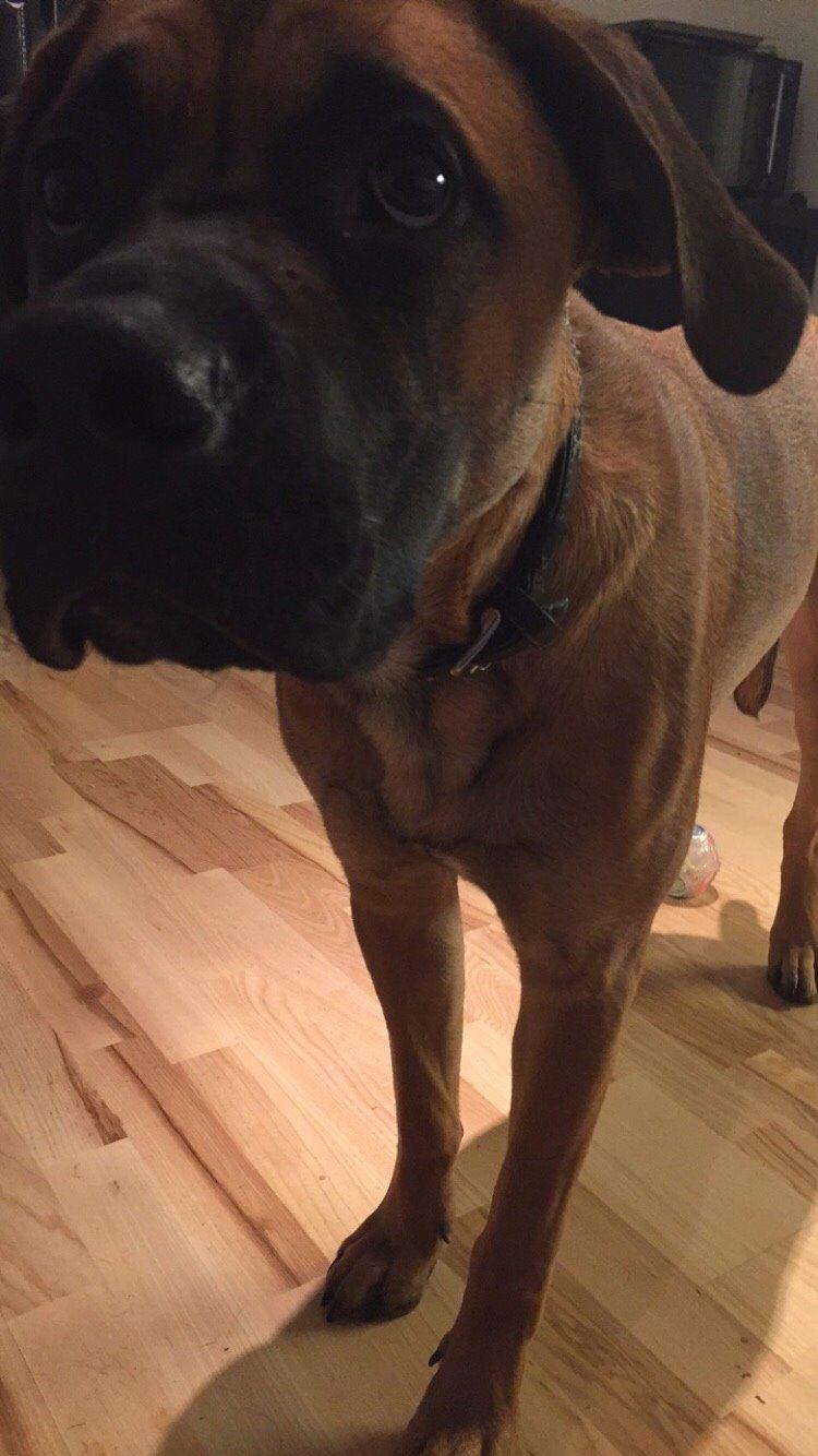 Blanding af racer King billede 42