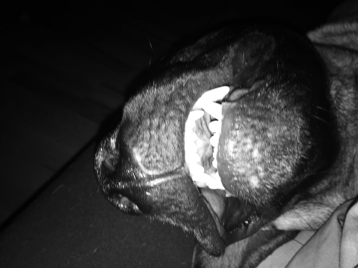 Blanding af racer King billede 43