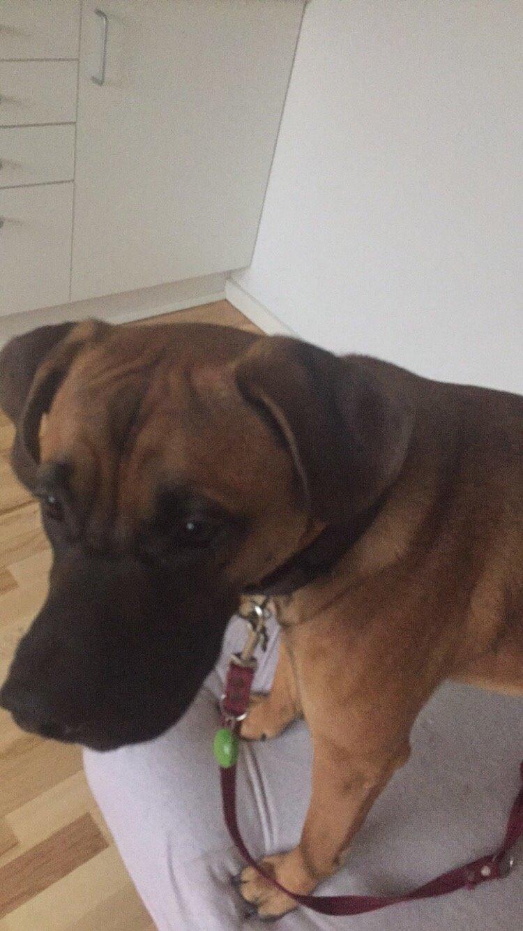 Blanding af racer King billede 44