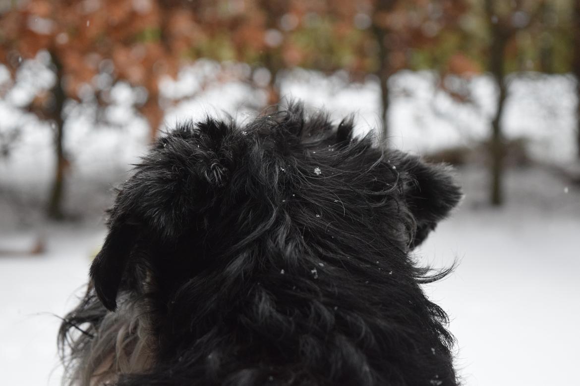 Dvaergschnauzer Nero Argento's Kamillo Gino - Sne <3 d. 08/01 2016 billede 1