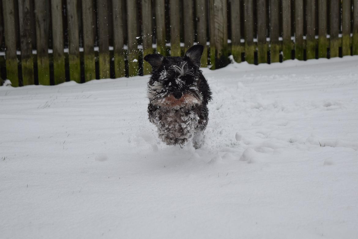 Dvaergschnauzer Nero Argento's Kamillo Gino - VRUUMMMM!!!! Fart over feltet :D billede 2