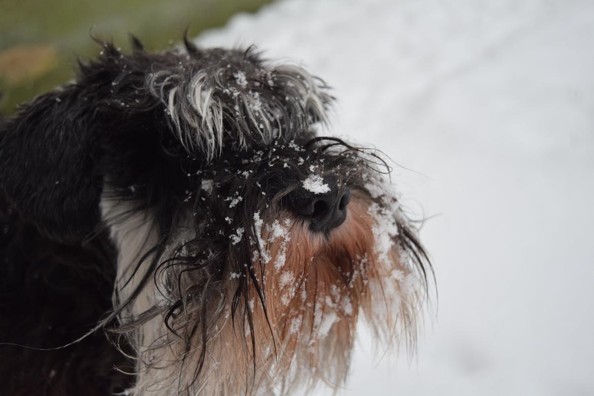 Dvaergschnauzer Nero Argento's Kamillo Gino billede 3
