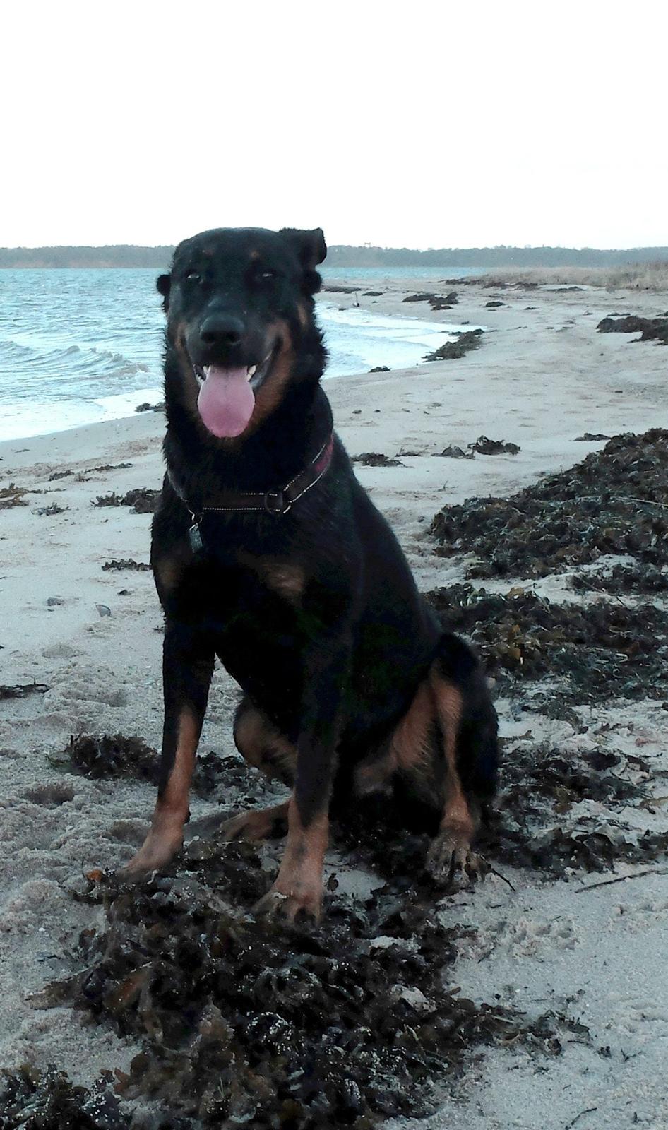 Beauceron Woodt Light Cooper billede 2