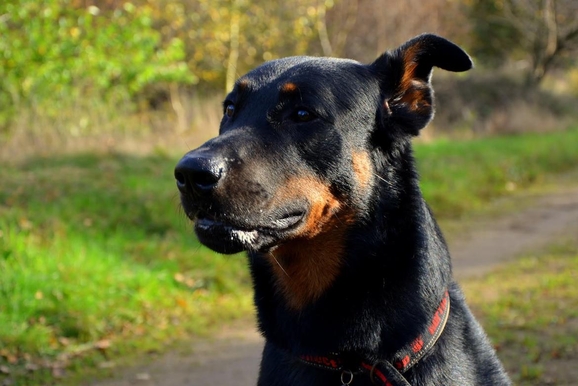 Beauceron Woodt Light Cooper billede 1
