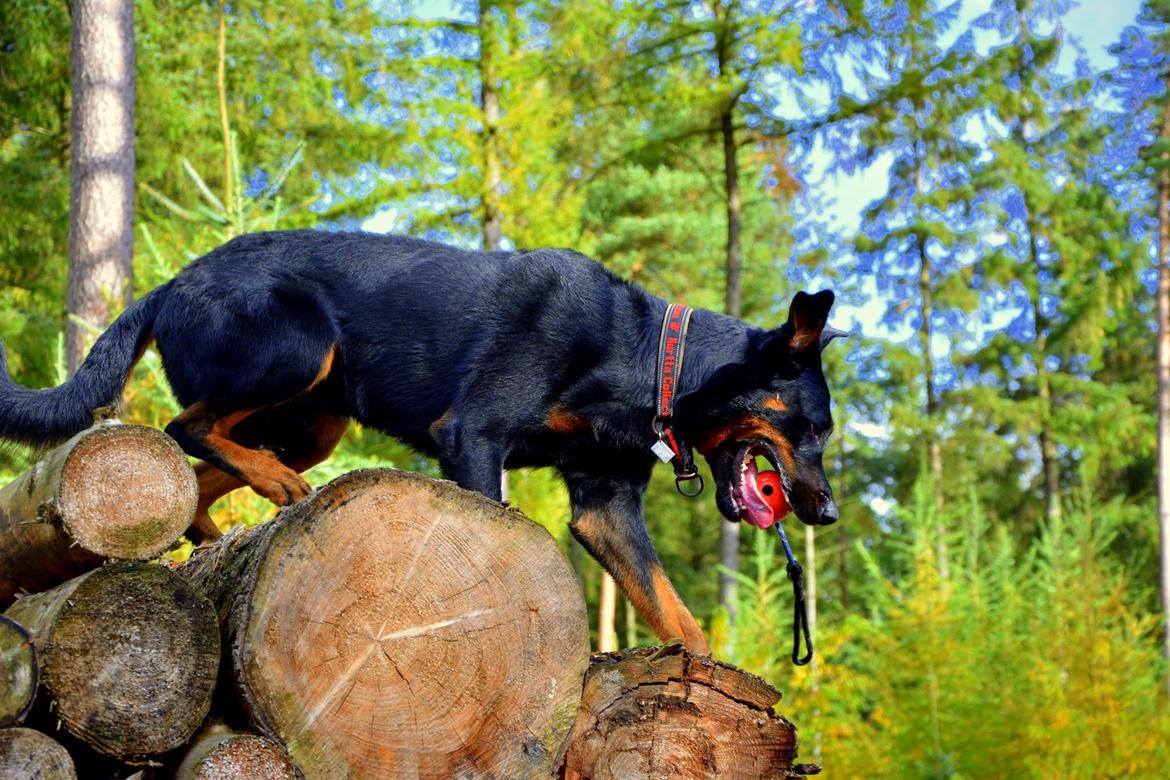 Beauceron Woodt Light Cooper billede 3