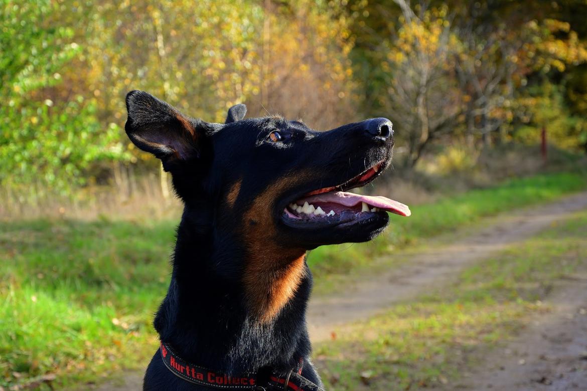 Beauceron Woodt Light Cooper billede 4