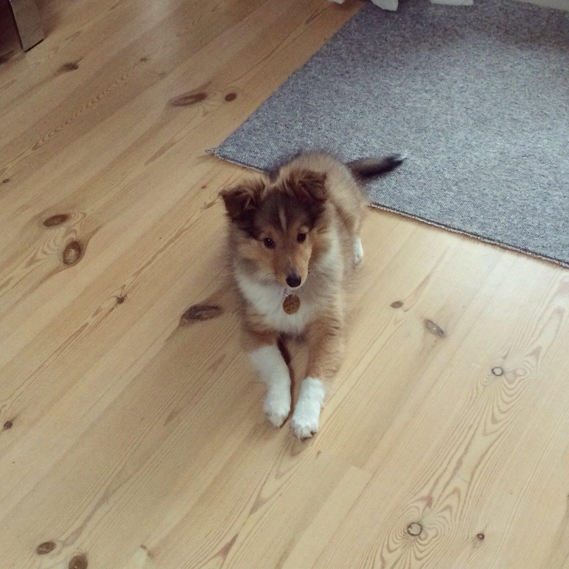 Shetland sheepdog Canto billede 28